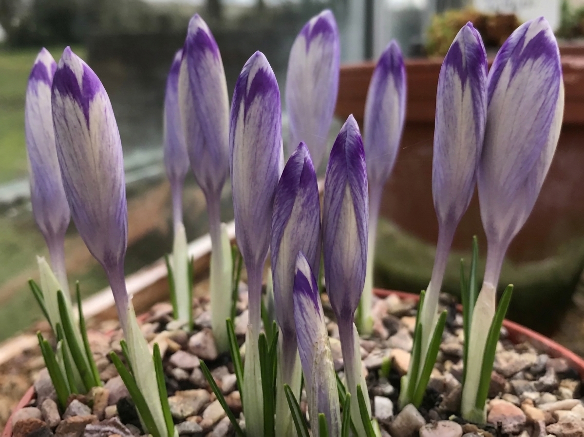 Crocus heuffelianus 'Shock Wave' 